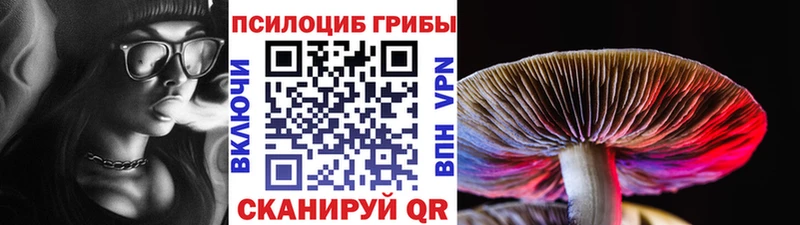 Купить закладки  Гусев  Псилоцибиновые грибы MAGIC MUSHROOMS 